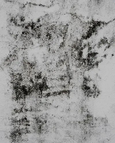 Mold Inspection Testing
